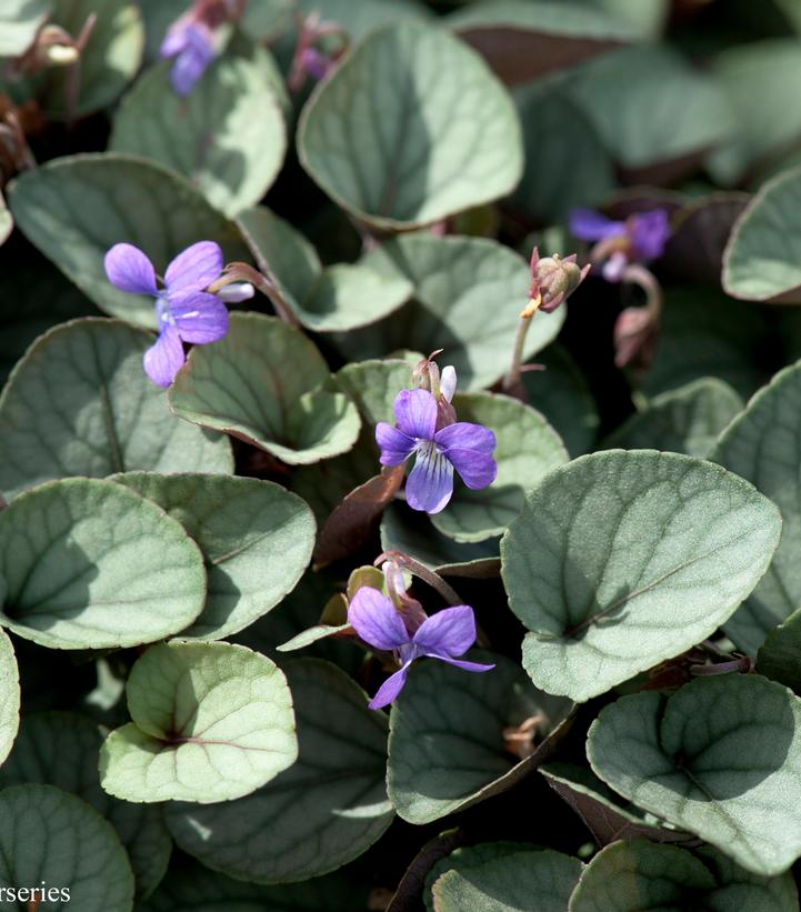 Viola walteri 'Silver Gem'