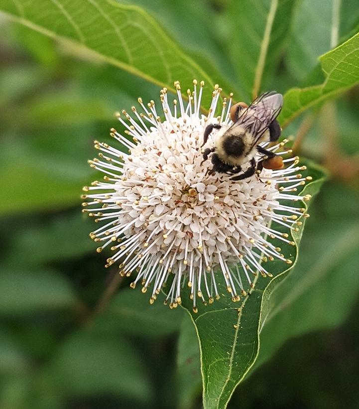 Cephalanthus occidentalis 