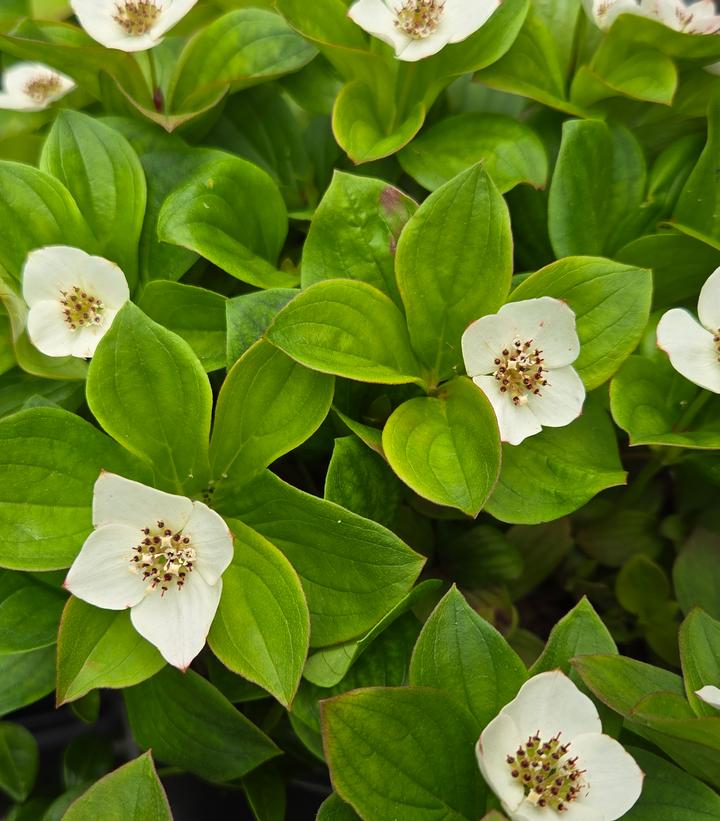 Cornus canadensis 