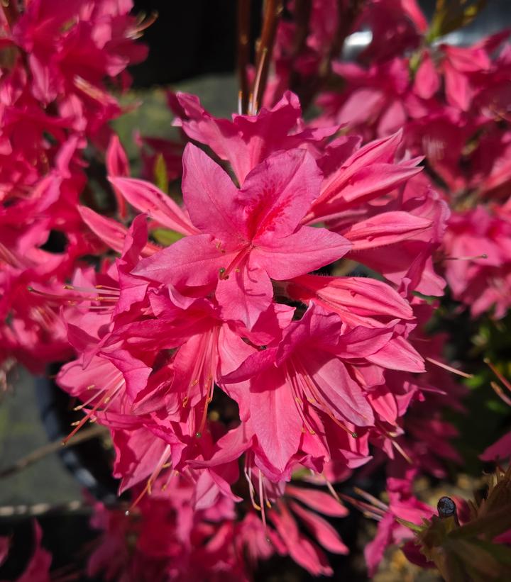 Azalea x 'Rosy Lights'