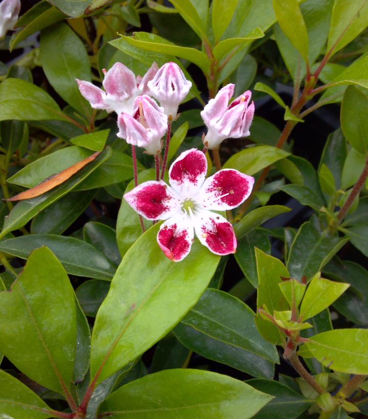 Kalmia latifolia Galaxy