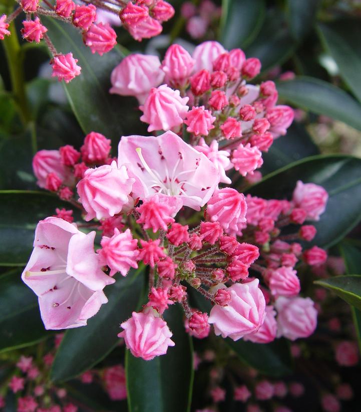 Kalmia latifolia 'Goodshow'