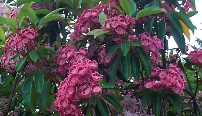 Kalmia latifolia 'Red Bandit'