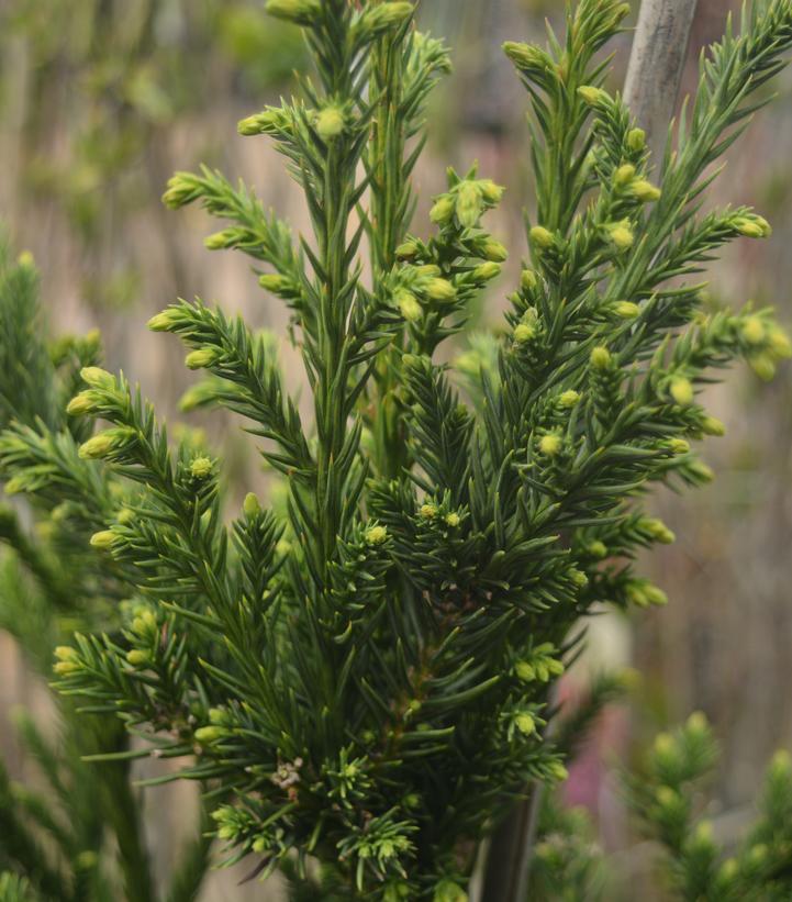 Cryptomeria japonica 'Black Dragon'