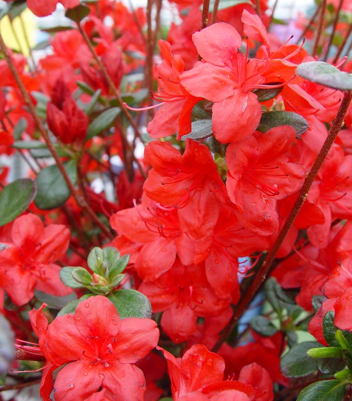 Azalea x 'Stewartstonian'