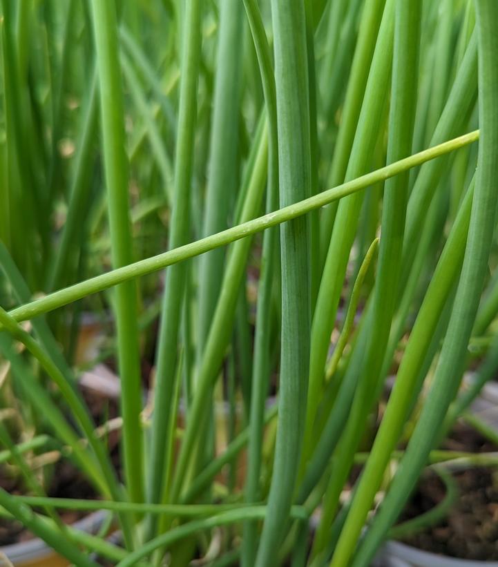 Allium fistulosum 