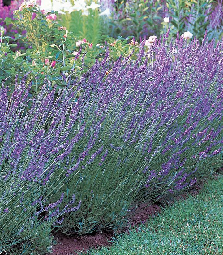 Lavandula x intermedia 'Grosso'