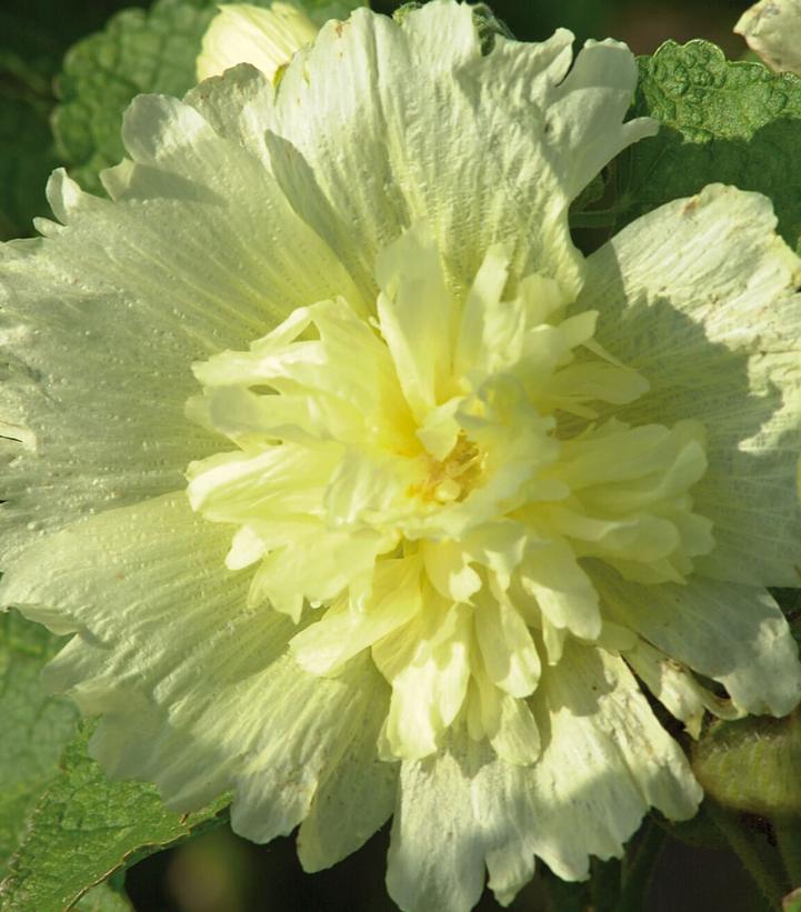 Alcea rosea annua Spring Celebrities Lemon