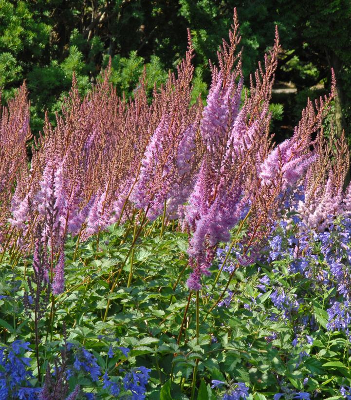 Astilbe chinensis 'Purple Candles'