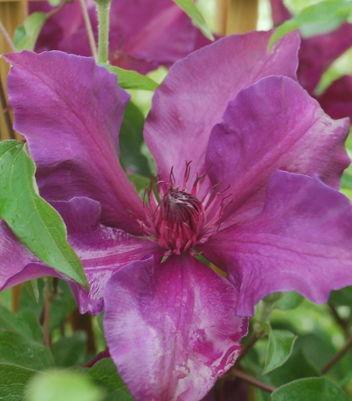 Clematis x Boulevard® Fleuri™