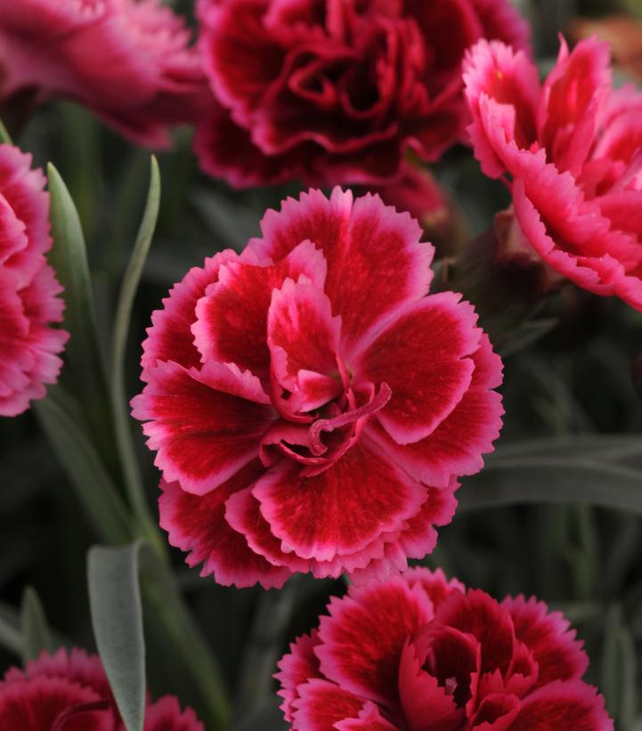 Dianthus x Everlast™ 'Burgundy Blush'