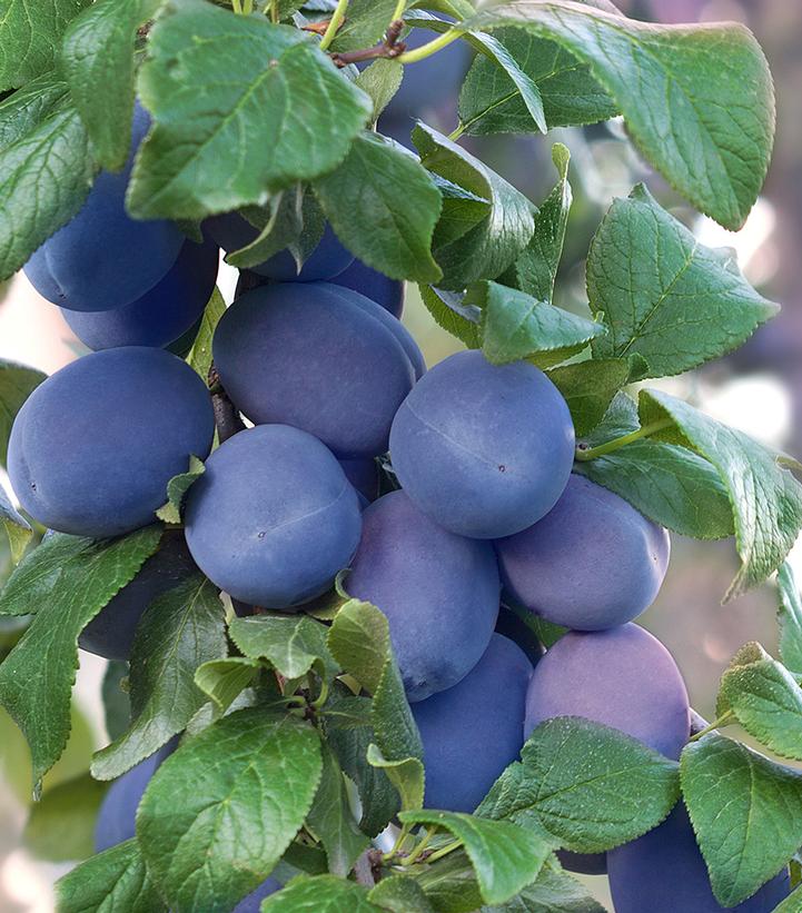 Prunus domestica 'Mt. Royal'