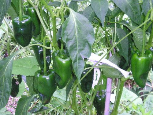 Pepper Ancho Poblano