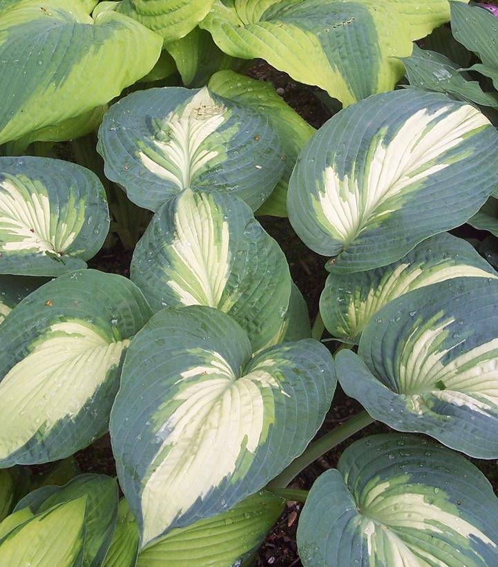 Hosta hybrid Shadowland® Shadowland® 'Hudson Bay'