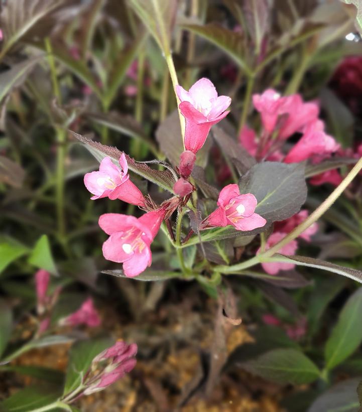 Weigela florida Spilled Wine®