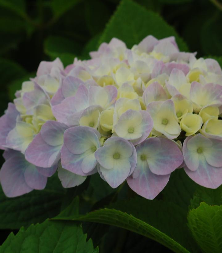 Hydrangea macrophylla Nantucket Blue