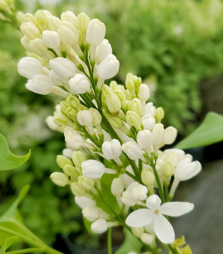 Syringa x hyacinthiflora 'Angel White'