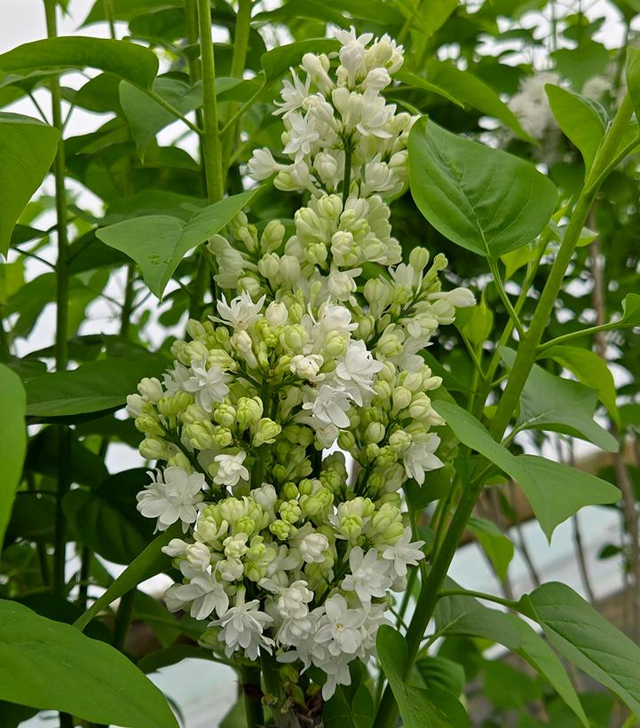 Syringa vulgaris 'Krasavitsa Moskvy'