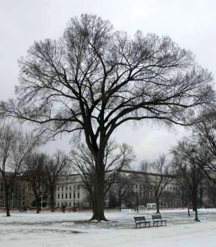Ulmus americana 'Jefferson'