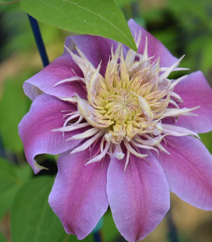 Clematis x Josephine™