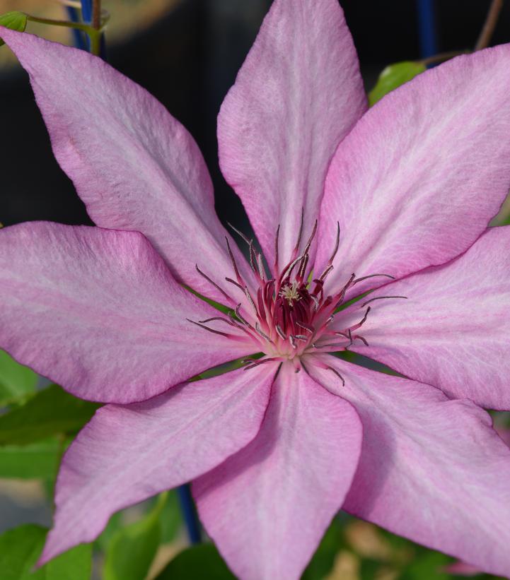 Clematis x Boulevard® Giselle™