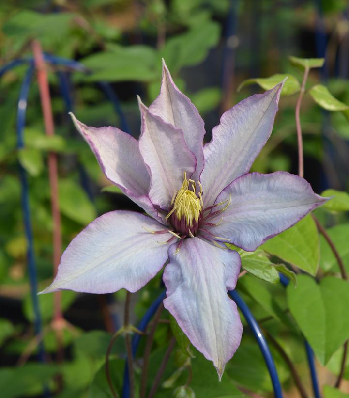 Clematis x Samaritan Jo™