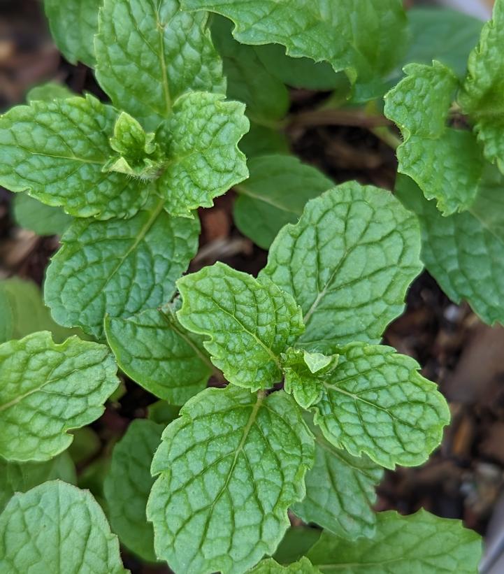 Mentha x 'Mojito'