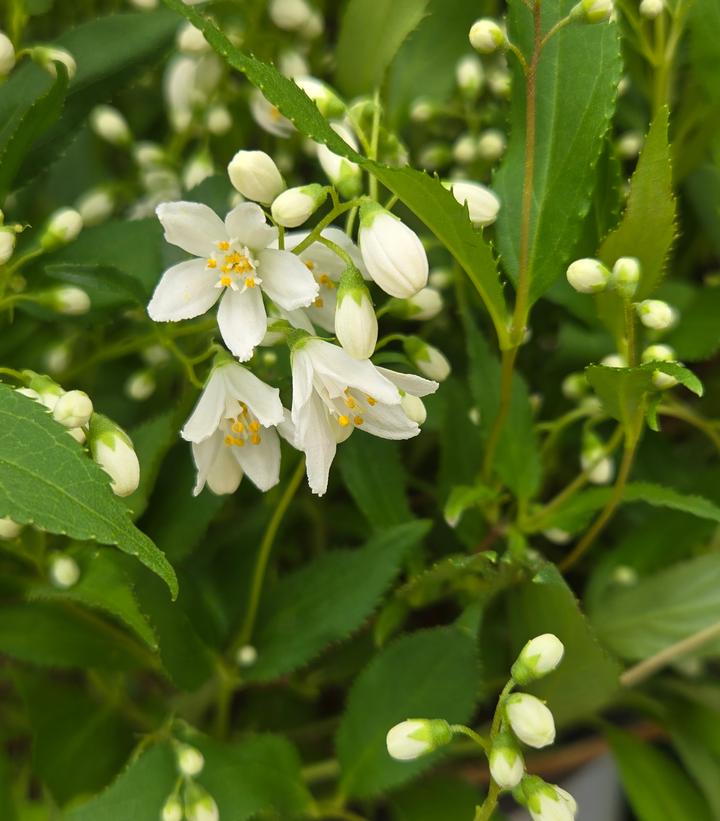 Deutzia x Yuki Snowflake®