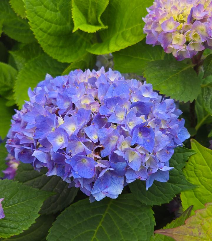 Hydrangea mac. Let's Dance® Let's Dance® Rhythmic Blue®