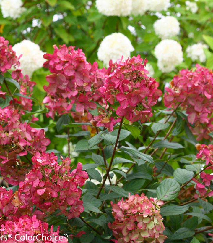Hydrangea paniculata Fire Light®