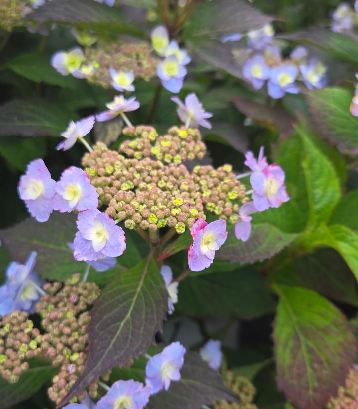 Hydrangea serrata Tiny Tuff Stuff™