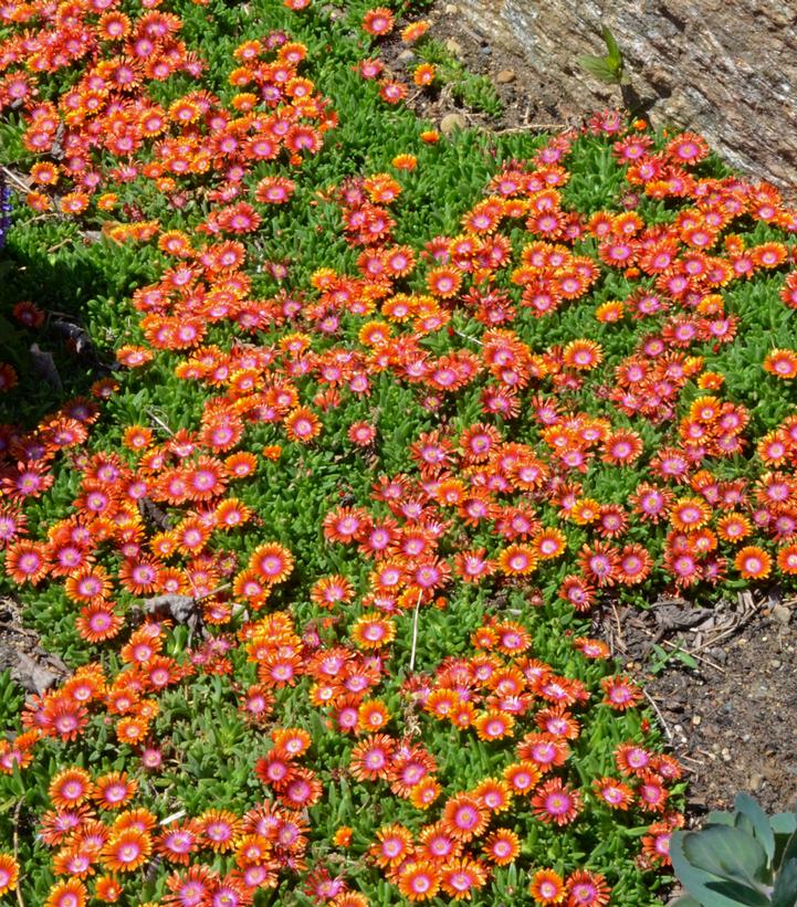 Delosperma x Fire Spinner®