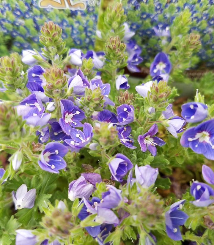 Veronica x 'Tidal Pool'