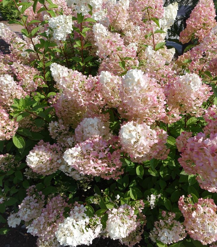 Hydrangea paniculata Strawberry Sundae®