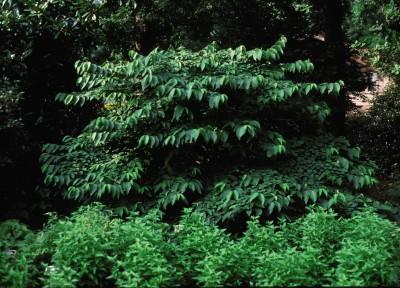 Viburnum plicatum f. tomentosum 'Shasta'