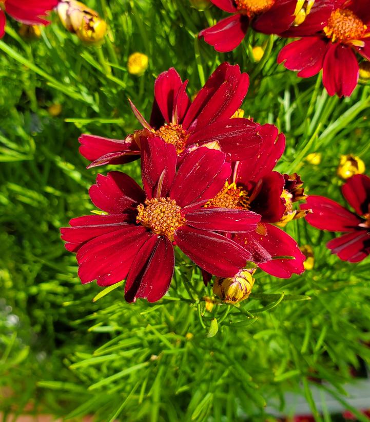 Coreopsis verticillata Permathread™ 'Red Satin'