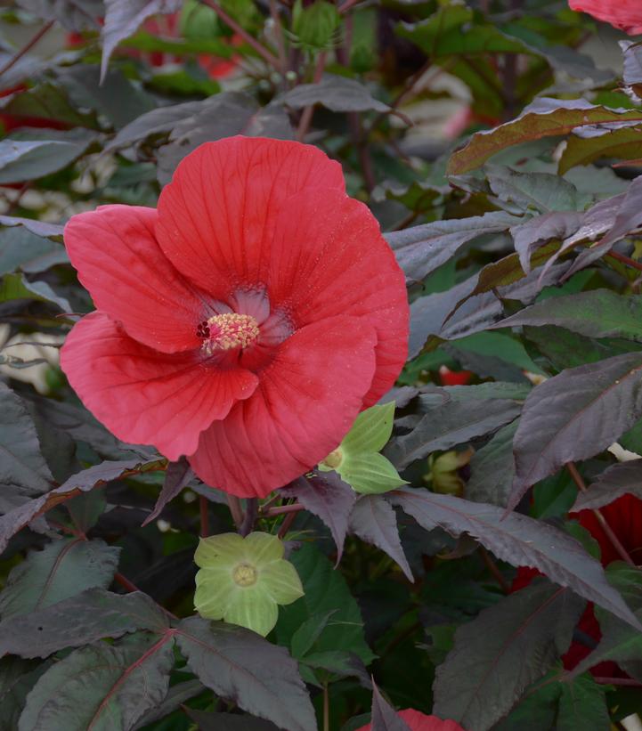 Hibiscus x Midnight Marvel