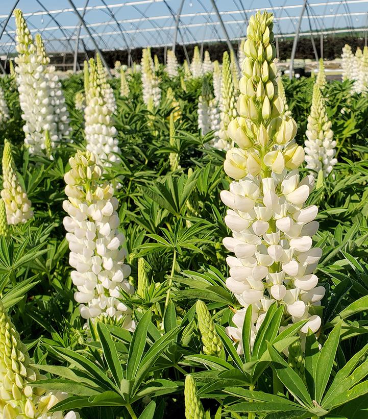 Lupinus 'Noble Maiden'