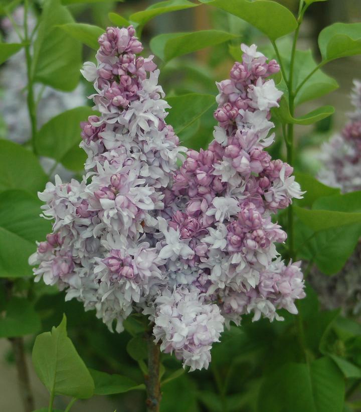 Syringa x hyacinthiflora 'Equinox Valley'