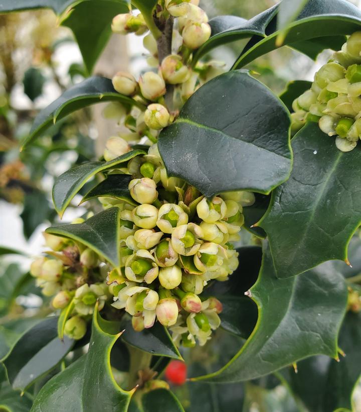 Ilex x 'Dragon Lady'