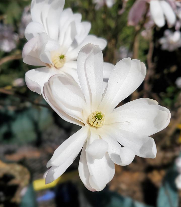 Magnolia stellata 'Royal Star'