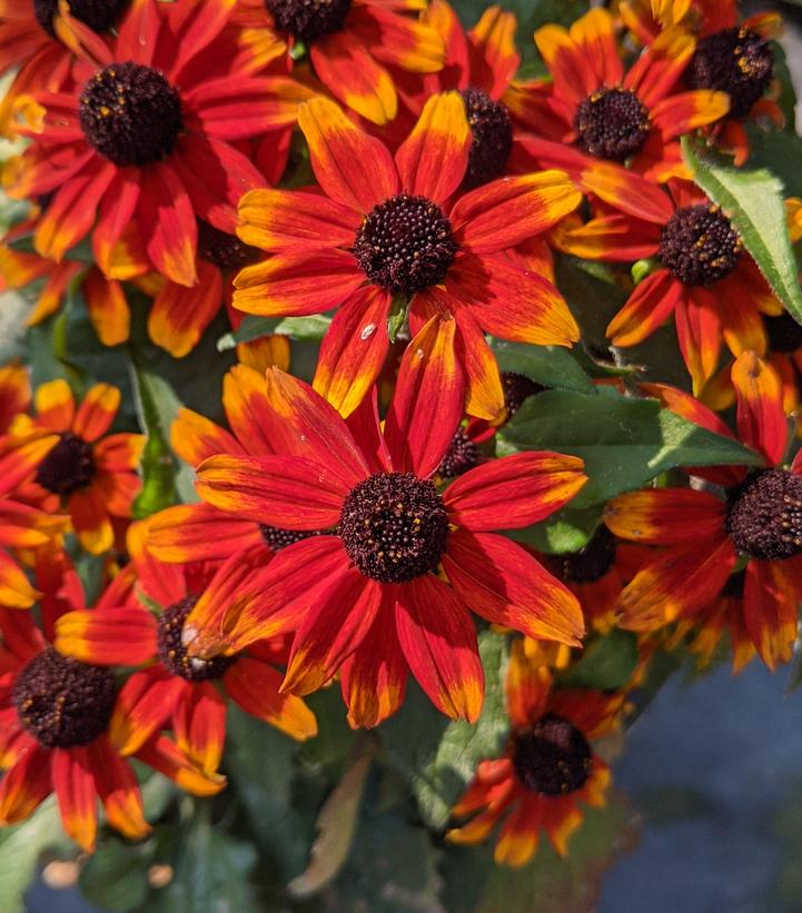 Rudbeckia triloba 'Prairie Glow'