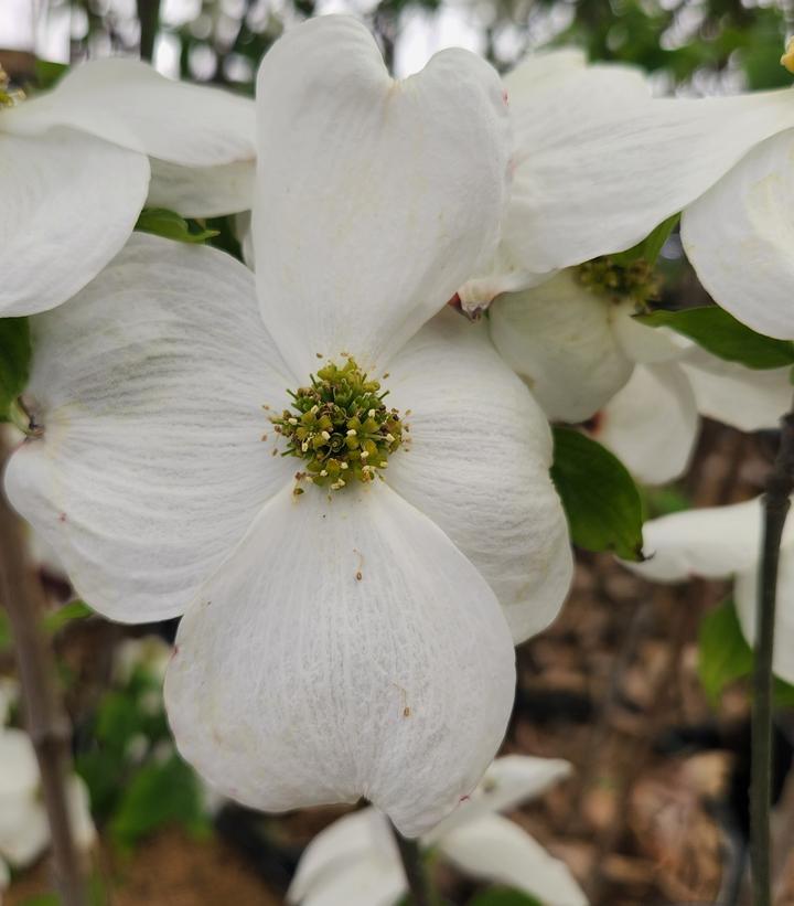 Cornus florida 'Cloud 9'
