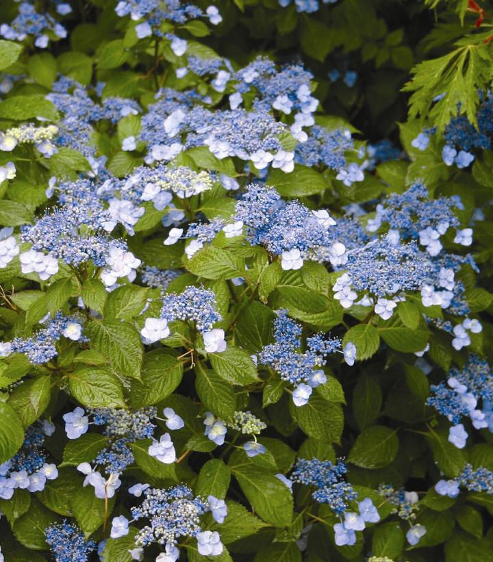 Hydrangea serrata 'Blue Billows'