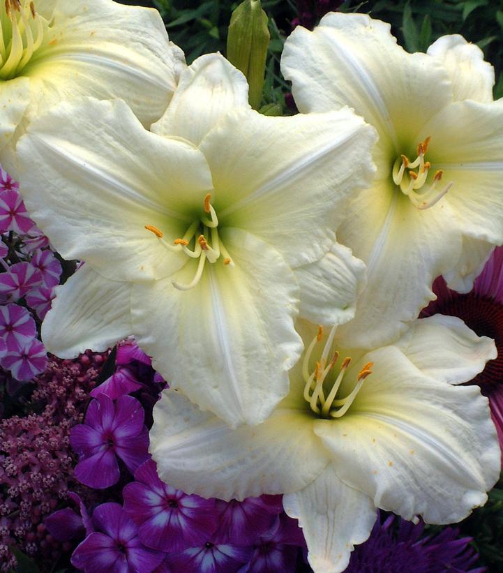 Hemerocallis Joan Senior