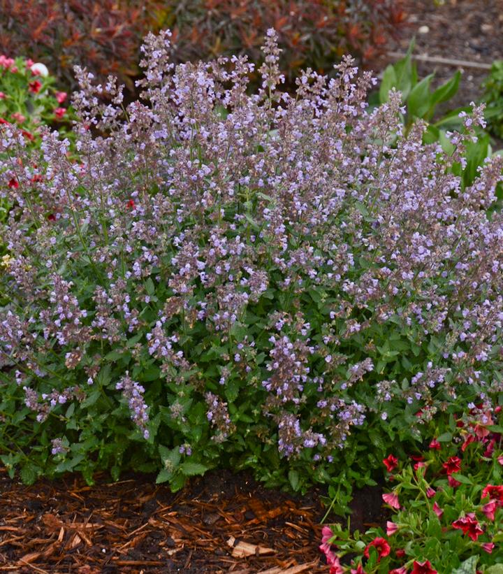 Nepeta faassenii 'Cat's Meow'