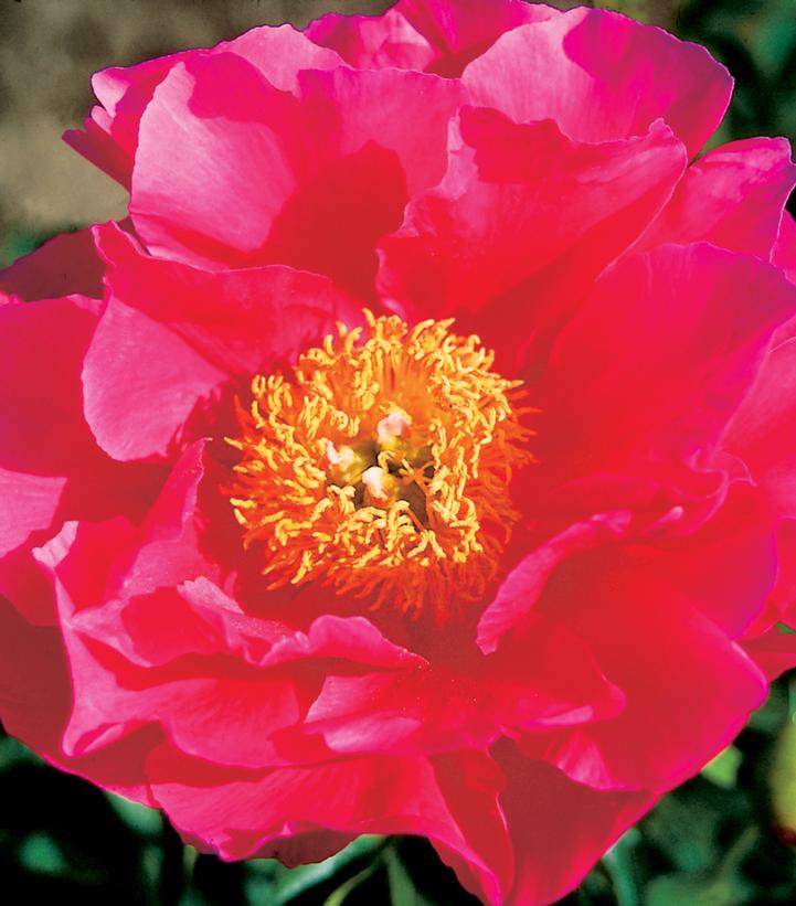 Paeonia lactiflora 'Paula Fay'