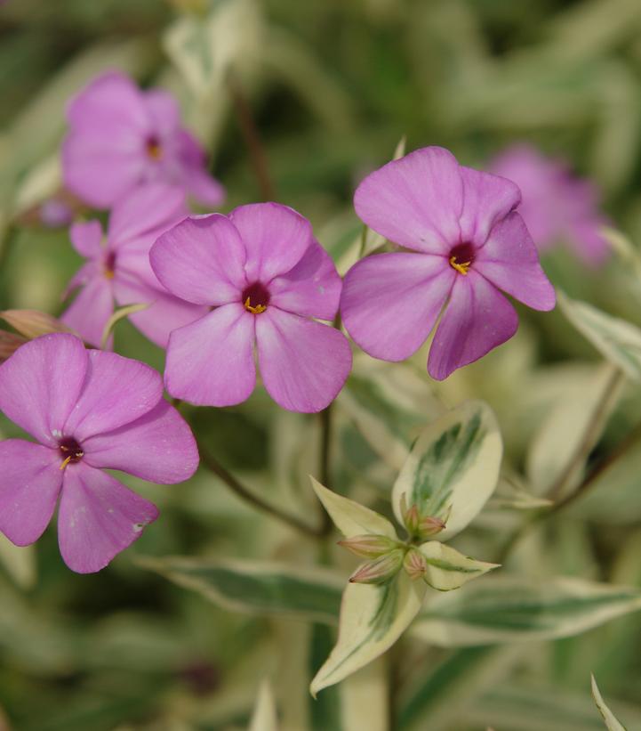 Phlox glaberrima 'Triple Play'