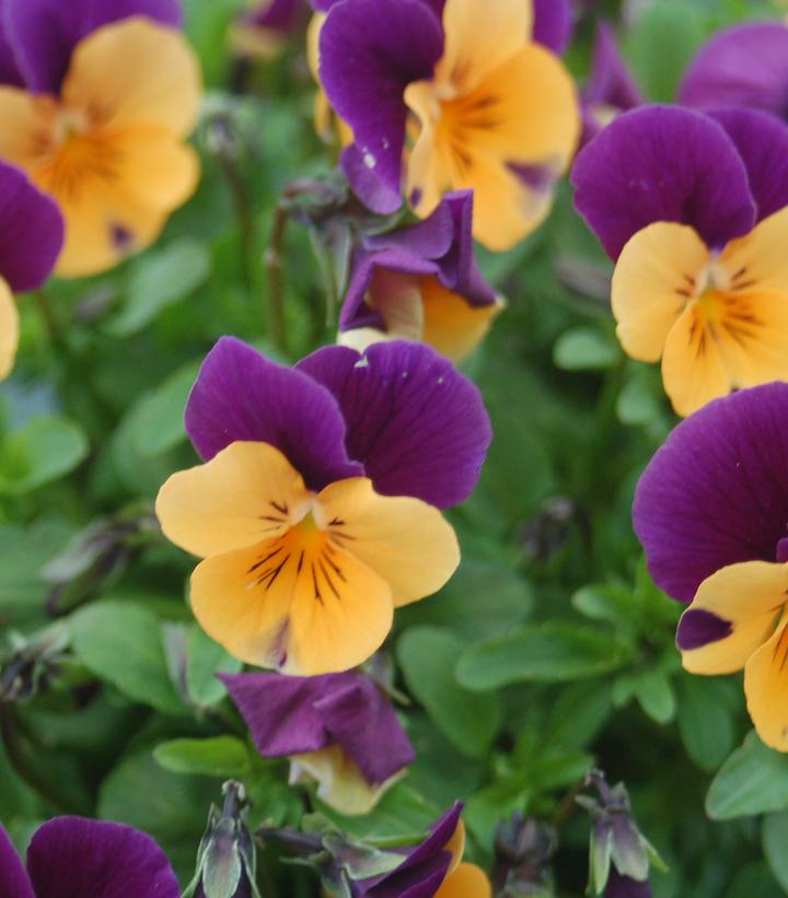 Viola cornuta Penny™ 'Orange Jump-up'