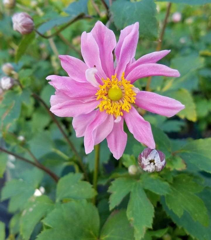Anemone x Fantasy Fantasy™ 'Pocahontas'